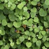 NatureHq: image 18 0f 32 thumb