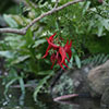 NatureHq: image 1 0f 32 thumb