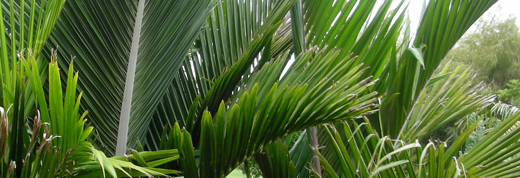 chatam-island-nikau