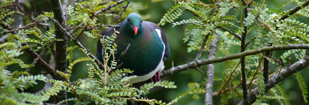 new zealand-wood-pigeon