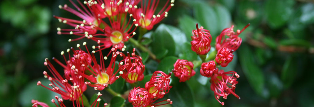 New Zealand-rata