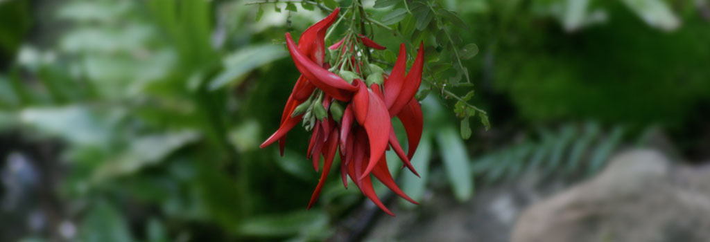 Kaka ngutu kowhai